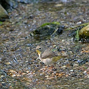 Common Yellowthroat, female, South Padre Island, Texas